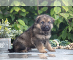 Small #5 German Shepherd Dog