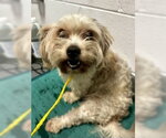 Small Shih Tzu