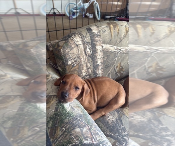 Medium Photo #14 Rhodesian Ridgeback Puppy For Sale in GARRETSON, SD, USA