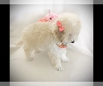 Small Photo #3 Poodle (Toy) Puppy For Sale in SAFFORD, AZ, USA
