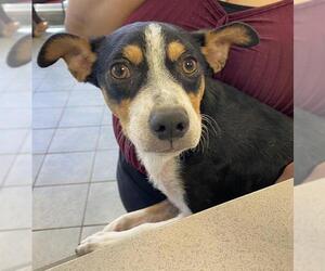 Chihuahua Dogs for adoption in San Antonio, TX, USA