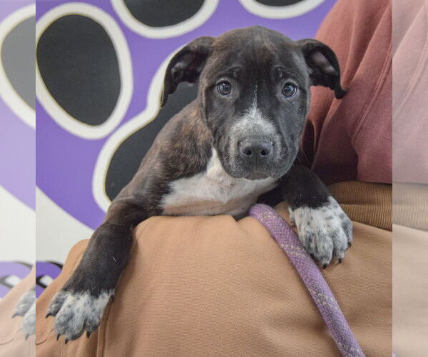Medium Photo #5 American Staffordshire Terrier-Boxer Mix Puppy For Sale in Huntley, IL, USA