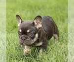 Small #2 French Bulldog