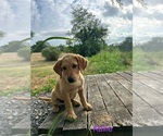 Puppy Kallie Labrador Retriever