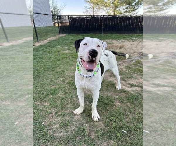 Medium Photo #5 Great Dane-Labrador Retriever Mix Puppy For Sale in Evansville, IN, USA