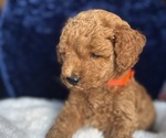 Small #4 Goldendoodle (Miniature)