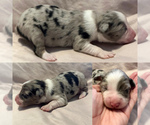 Image preview for Ad Listing. Nickname: Blue Merle male