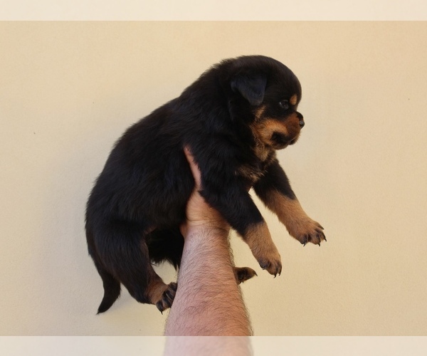 Medium Photo #9 Rottweiler Puppy For Sale in LA TUNA CANYON, CA, USA