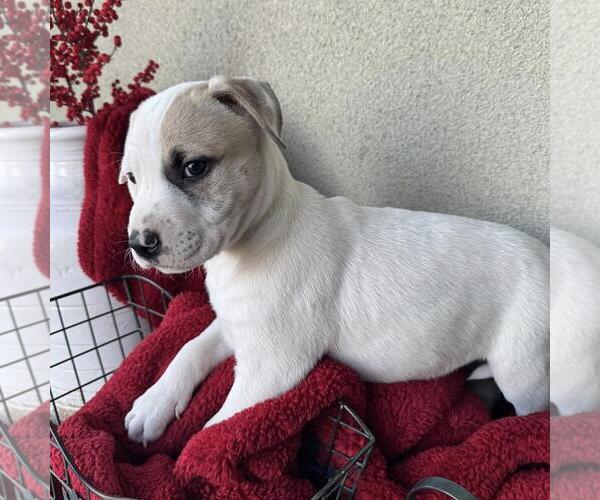 Medium Photo #2 Boxer-Unknown Mix Puppy For Sale in San Diego, CA, USA