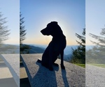 Small #34 Labrador Retriever