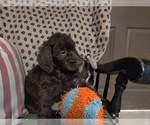 Small Photo #39 Australian Labradoodle Puppy For Sale in W FIELD, NC, USA