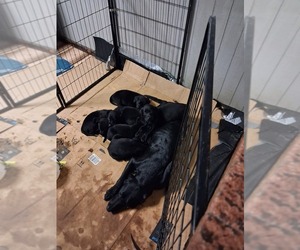 Mother of the Labrador Retriever puppies born on 07/10/2025