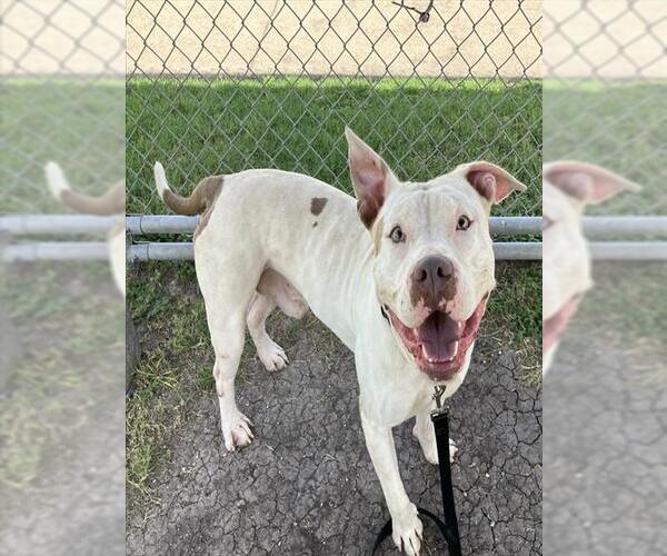 Medium Photo #2 American Pit Bull Terrier-Unknown Mix Puppy For Sale in Corpus Christi, TX, USA