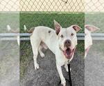 Small #1 American Pit Bull Terrier Mix