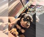 Puppy Light Pink Rottweiler