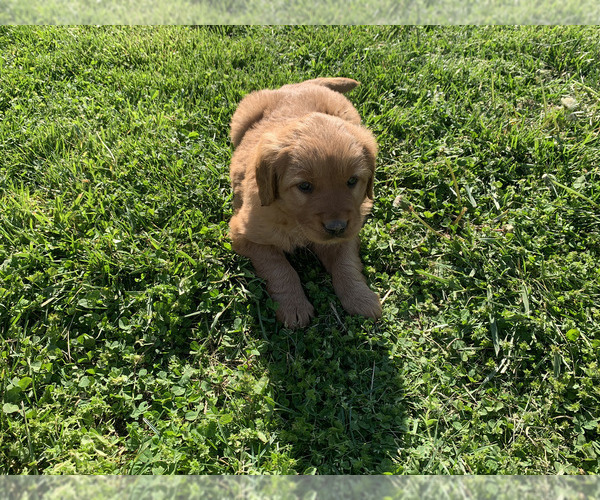 Medium Photo #13 Golden Retriever Puppy For Sale in CLEVER, MO, USA