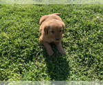 Small #12 Golden Retriever