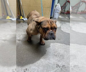 French Bulldog Dogs for adoption in Stockton, CA, USA