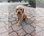 Puppy Finn Mastiff