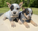 Small Photo #1 Australian Cattle Dog Puppy For Sale in WINSTON SALEM, NC, USA
