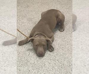 Mutt Dogs for adoption in Conroe, TX, USA