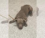 Small Mutt