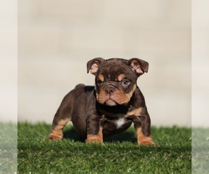 Medium English Bulldog