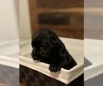Small Photo #2 Labradoodle Puppy For Sale in ROBERTA, GA, USA