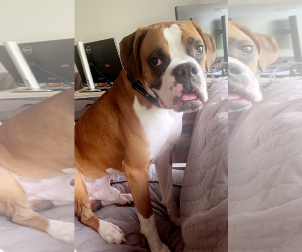 Medium Photo #1 Boxer Puppy For Sale in Burnsville, MN, USA