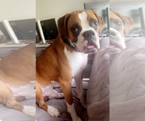 Boxer Dogs for adoption in Burnsville, MN, USA