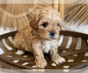 ShihPoo Puppy for sale in ALMA, AR, USA