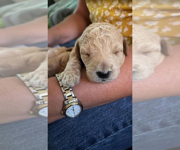 Medium Photo #2 Labradoodle Puppy For Sale in WEST DES MOINES, IA, USA