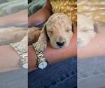 Small #1 Labradoodle