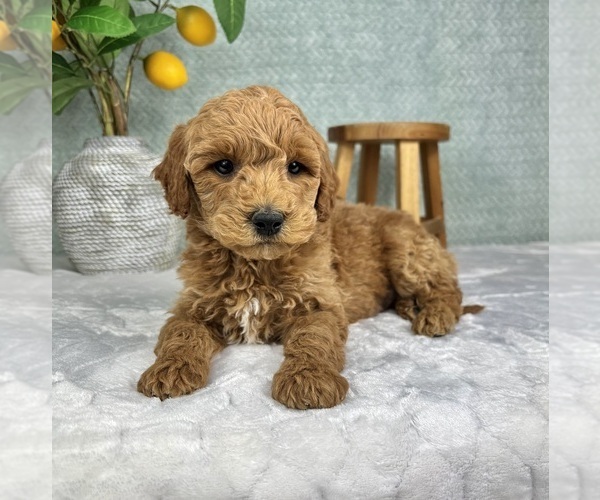 Medium Photo #5 Goldendoodle (Miniature) Puppy For Sale in FRANKLIN, IN, USA