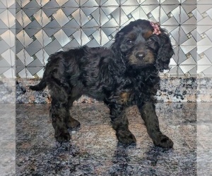 Cavapoo Puppy for sale in ELKHART, IN, USA