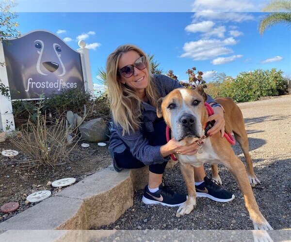 Medium Photo #4 American Pit Bull Terrier-Unknown Mix Puppy For Sale in  Ramona, CA, USA