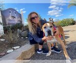 Small #3 American Pit Bull Terrier Mix