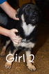 Small Photo #4 German Shepherd Dog Puppy For Sale in RISING SUN, IN, USA