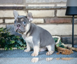 Small #1 French Bulldog