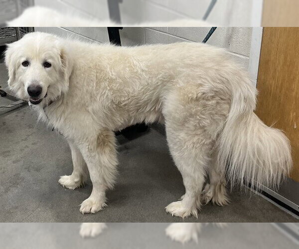 Medium Photo #1 Great Pyrenees Puppy For Sale in Forestville, MD, USA