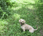 Small Photo #1 Maltipoo Puppy For Sale in SUGARCREEK, OH, USA