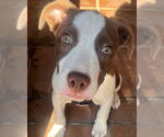 Small #10 American Pit Bull Terrier Mix