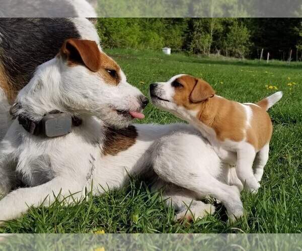 Medium Photo #7 Jack Russell Terrier Puppy For Sale in WYOMING, MN, USA