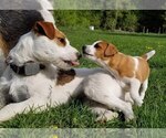 Small Photo #7 Jack Russell Terrier Puppy For Sale in WYOMING, MN, USA