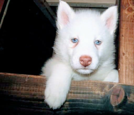 View Ad Siberian Husky Puppy for Sale near Texas, GLEN