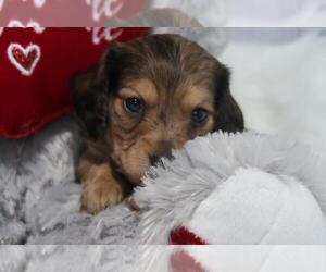 Dachshund Puppy for Sale in HAWESVILLE, Kentucky USA
