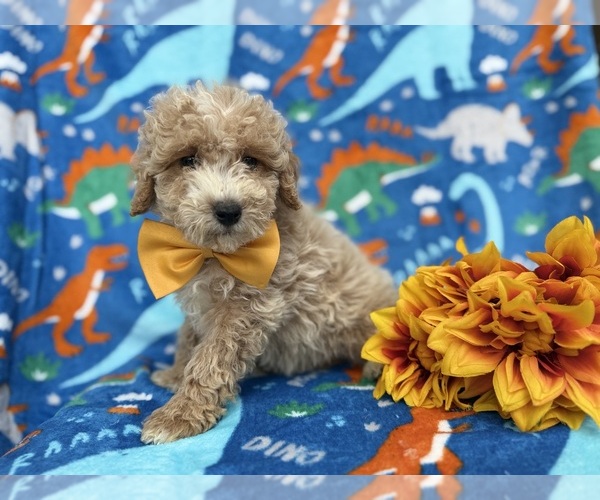 Medium Photo #6 Cock-A-Poo Puppy For Sale in LAKELAND, FL, USA