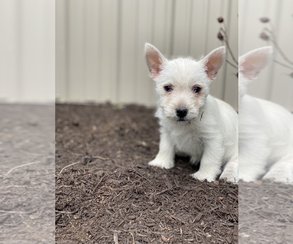 Medium Photo #4 West Highland White Terrier Puppy For Sale in CANOGA, NY, USA