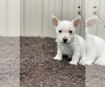 Small #3 West Highland White Terrier