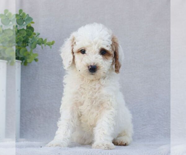 Medium Photo #1 Goldendoodle (Miniature) Puppy For Sale in EPHRATA, PA, USA